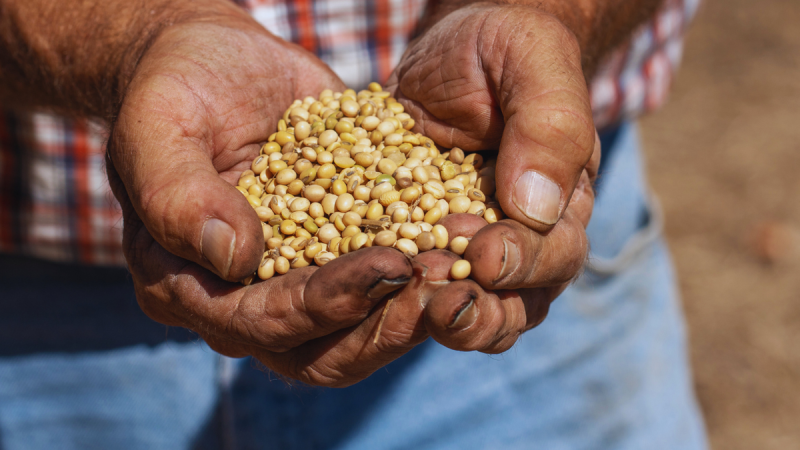 As President Donald Trump and Chinese leader Xi Jinping prepare to meet Thursday, one soft-spoken U.S. export star will take center stage: soybeans. 
The humble crop, a $30 billion pillar of U.S. agriculture exports, has become a powerful symbol of the economic interdependence and political tension between Washington and Beijing. 
In short, soybeans have come to embody the volatility of the U.S.–China trade war. Beijing halted purchases of American soybeans in response to Trump’s earlier tariffs on Chinese goods. 
China pivoted to suppliers in Brazil and Argentina, a move that underscored how quickly global trade patterns can shift and how vulnerable U.S. farmers are to diplomatic rifts between Washington and Beijing.
What began as tit-for-tat posturing between the world’s two largest economies has turned into a symbolic and economic gut punch for Trump’s rural base, whose livelihoods depend on the very trade ties now caught in the crossfire.
According to the American Soybean Association, the U.S. has traditionally served as China’s leading soybean source. Prior to the 2018 trade conflict, roughly 28% of U.S. soybean production was exported to China. Those crop exports fell sharply to 11% in 2018 and 2019, recovered to 31% by 2021 amid pandemic-era demand and eased back to 22% in 2024.
But some policy experts argue that China’s shift away from U.S. soybeans was already underway.
‘China was always going to reduce its reliance on the United States for food security,’ Bryan Burack, a senior policy advisor for China and the Indo-Pacific at the Heritage Foundation told Fox News Digital. ‘China started signing purchase agreements with other countries for soybeans well before President Trump took office.’ 
He added that Beijing has ‘been decoupling from the U.S. for a long time.’
‘Unfortunately, the only way for us to respond is to do the same, and that process is painful and excruciating,’ Burack said.
But for farmers thousands of miles from Washington and Beijing, those policy shifts translate into shrinking markets and tighter margins.
‘We rely on trade with other countries, specifically China, to buy our soybeans,’ Brad Arnold, a multigenerational soybean farmer in southwestern Missouri, told FOX Business. He said China’s decision to boycott U.S. soybean purchases ‘has huge impacts on our business and our bottom line.’
‘There are domestic uses for soybeans, looking at renewable diesel, biodiesel specifically produced from soybeans,’ Arnold said. ‘In the grand scheme of things, that’s such a small percentage currently, you know it’s going to take a customer like China to buy beans to make a noticeable impact. You can’t take our No. 1 customer, shut them off and just overnight find a replacement.’
That reliance on China adds new weight to the diplomatic stage this week as Trump and Xi prepare to meet in South Korea. The two leaders will meet on the sidelines of the Asia-Pacific Economic Cooperation Summit in Busan, South Korea, marking their first in-person talks since Trump’s return to office. 
Ahead of the meeting, Treasury Secretary Scott Bessent said he expected China to delay rare earth restrictions and resume U.S. soybean purchases, calling it part of a ‘substantial framework’ both sides aim to maintain. Bessent also said that trade negotiations were moving toward averting a fresh 100% U.S. tariff on Chinese goods.
And in a possible gesture of easing tensions, Reuters reported that China bought around 180,000 metric tons of U.S. soybeans in the run-up to Trump and Xi’s meeting.
Whether it marks a true thaw in U.S.–China trade relations or just a temporary reprieve, the purchase underscores how deeply intertwined diplomacy and agriculture remain.
<i>Fox Business’ Eric Revell contributed to this report.</i>
This post appeared first on FOX NEWS America’s quietest crop is set to take center stage in Trump-Xi talks